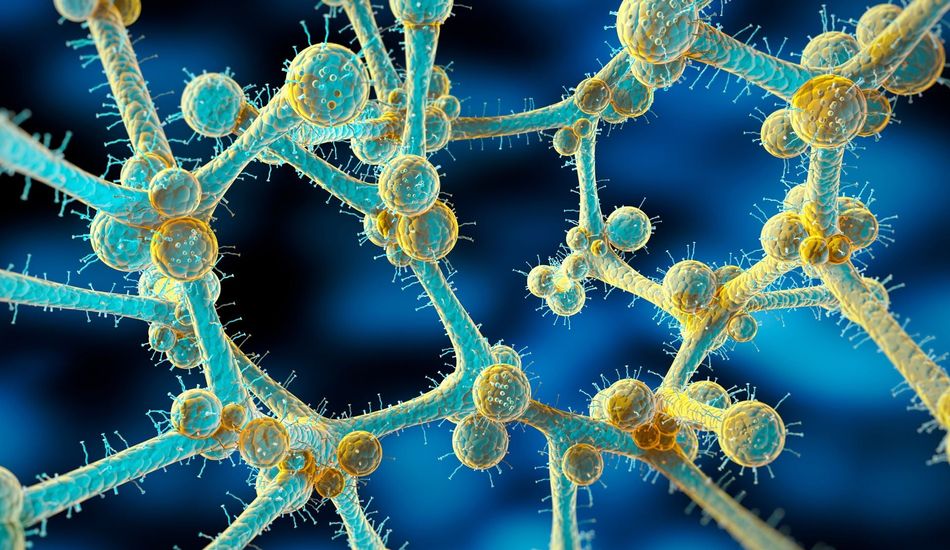 Candida auris